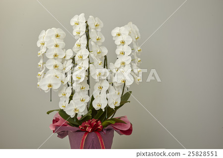 Phalaenopsis orchid  25828551