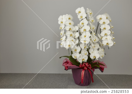 Phalaenopsis orchid  25828553