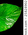 Macro of a leaf with raindrops 25828902