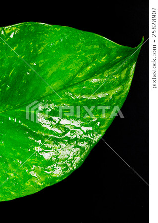Macro of a leaf with raindrops 25828902