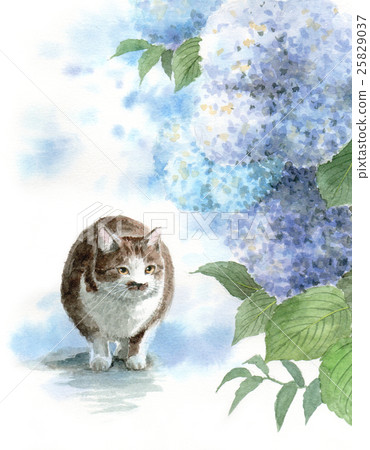 Blue hydrangea and cat 25829037