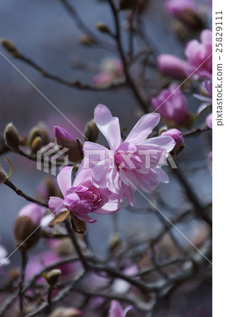 Yaehime Shibo Yaehimekobushi鮮花的語言是 信任 照片素材 圖片 圖庫