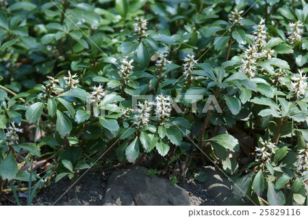 图库照片 顶花板凳果 花朵 花卉