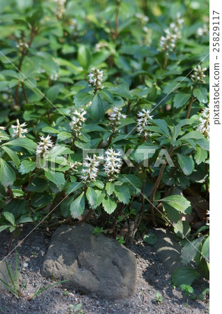 Fuyukusa Horomisa Flower language is "Kiyoshi" 25829117