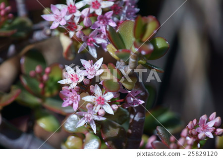Rimbaru Benkei Fuchibenibaishi Flower language is "get rich quick" Rimbaru Benkei Fuchibenibaishi Flower language is "get rich quick" 25829120