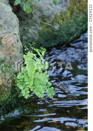 Penglai Fern toothbrushed flower language is "in good condition" 25829122