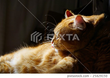 Cat grooming 25829150