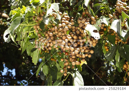 Fruit of academy Fruit of academy 25829184