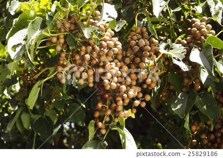 Fruit of academy 25829186