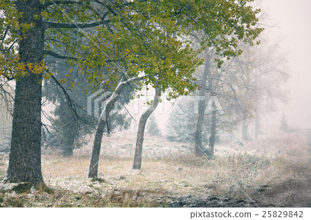 First snow in autumn. Snowfall in park First snow in autumn. Snowfall in park 25829842