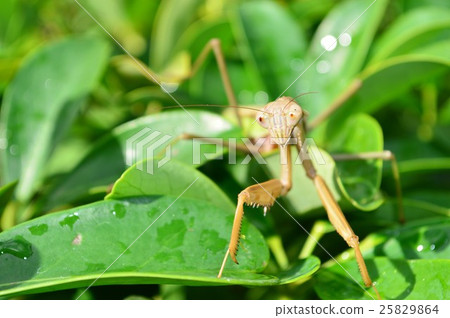 On a female leaf of a wolf 25829864