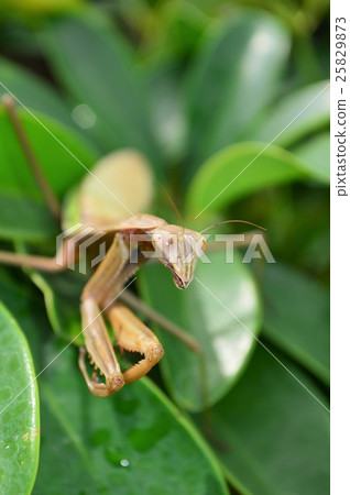 在狼的一片母葉子上 在狼的一片母葉子上 25829873