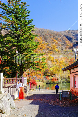 Autumn Akagi Shrine Autumn Akagi Shrine 25829889