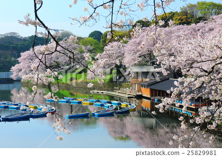Cherry blossoms in Chidorigafuchi in full bloom 25829981