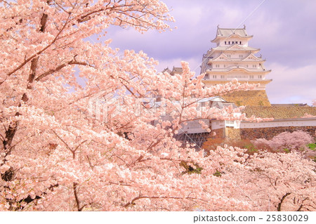 櫻花盛開在姬路城堡（兵庫縣，姬路市） 25830029