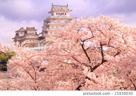 Cherry blossoms blooming in the castle of Himeji Castle (Hyogo prefecture, Himeji city) 25830030