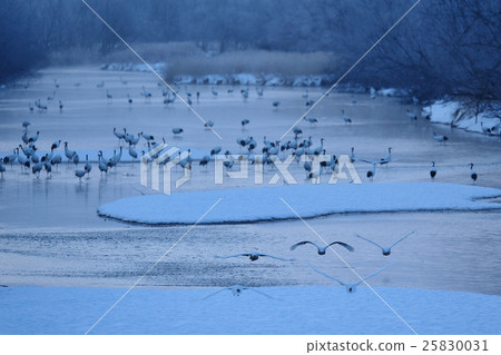 Flock of cranes jumping from the roost 25830031