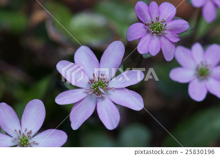 它被稱為三角草味噌雪草。 它被稱為三角草味噌雪草。 25830196