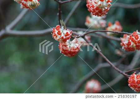 Akafu Sanzu Akabana Mitsumata花語是“永恆的愛” Akafu Sanzu Akabana Mitsumata花語是“永恆的愛” 25830197