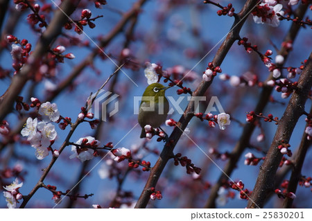 Mejiro plum and yukie are my things ... Mejiro plum and yukie are my things ... 25830201