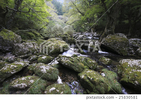 愛媛縣內子町Odagariyama谷Goshiki河 25830581
