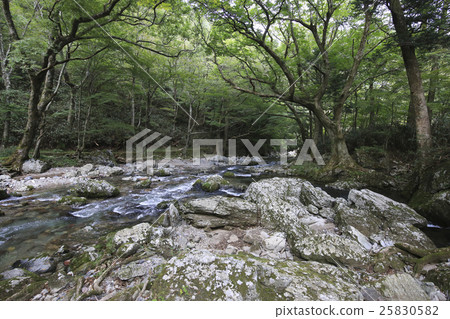 愛媛縣內子町Odagariyama谷Goshiki河 25830582