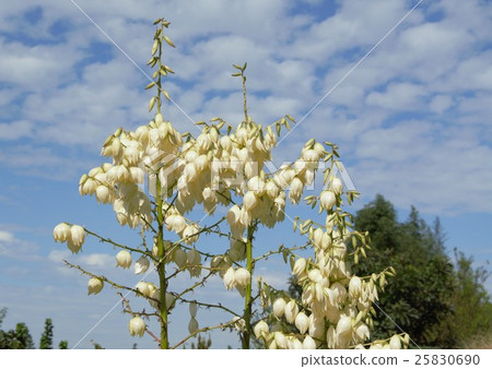 Kimigayoran花 25830690