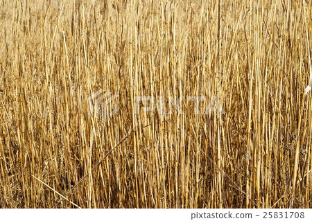 A group of reeds (Asi) 25831708