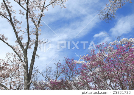 在Ena街道的櫻花盛開 25831723