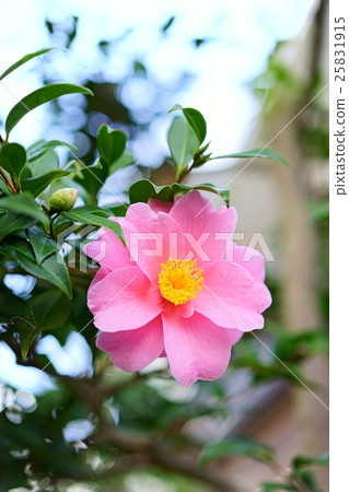 Pink's Southern blossoms big wheel 4 Pink's Southern blossoms big wheel 4 25831915