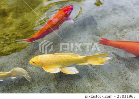 在池中的鯉魚 25831965