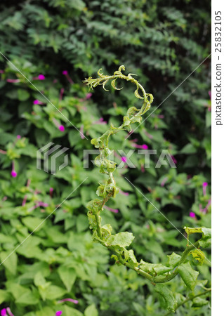 蚜蟲侵染藤蔓植物 25832105