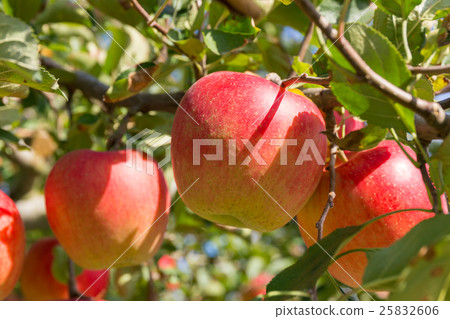 Apple October Apple October 25832606