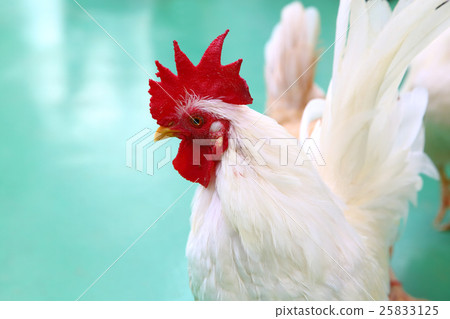 白雞公雞年卡 白雞公雞年卡 25833125