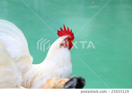 White chicken White chicken 25833129