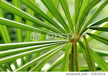 Green palm tree leaf Green palm tree leaf 25833528