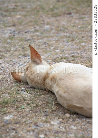 A dog laying down on ground 25833529