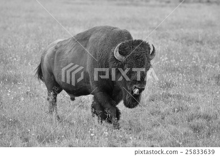The typical American Bison in the Yellowstone The typical American Bison in the Yellowstone 25833639