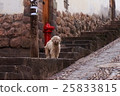 Dog in the streets of Peru 25833815