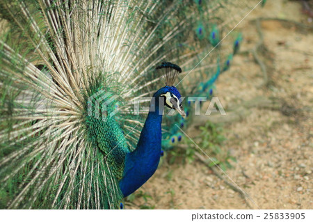 Indian peacock spreading wings (Malaysia) Indian peacock spreading wings (Malaysia) 25833905