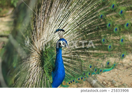 印度孔雀展翅(馬來西亞) 印度孔雀展翅(馬來西亞) 25833906
