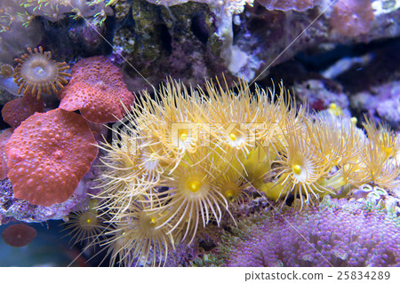 colorful coral reef and algae aquatic plants  25834289