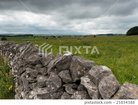 Cows in a Field in the Peak District 25834388