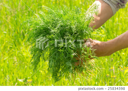 Dill in hand. Hands gardener Work-worn hands. Farmers hands with freshly dill.  25834398