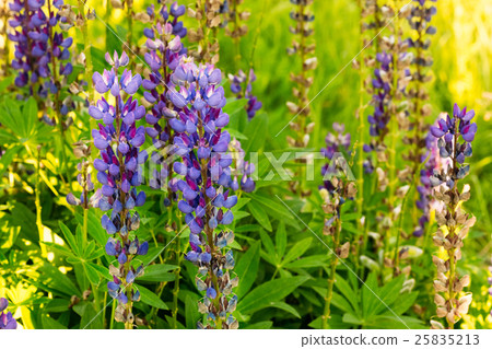 lupins flowering plant with purple bud lupins flowering plant with purple bud 25835213