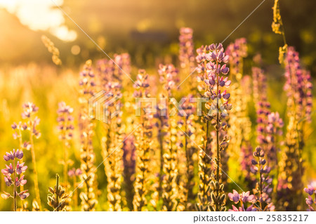 Flower of violet wild lupine in backlit sunlight Flower of violet wild lupine in backlit sunlight 25835217