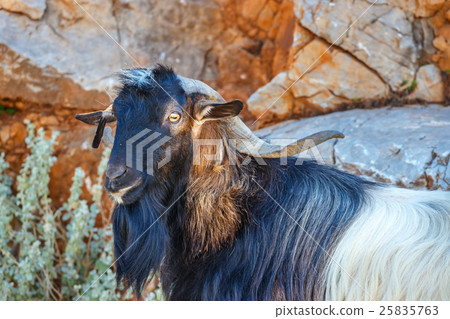 Domestic goat on Crete Island, Greece Domestic goat on Crete Island, Greece 25835763