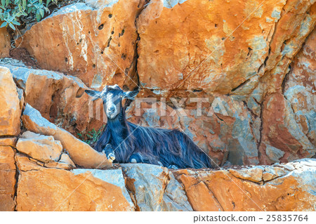 Domestic goat on Crete Island, Greece Domestic goat on Crete Island, Greece 25835764