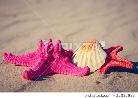 sea shells with yellow sand and sea as background sea shells with yellow sand and sea as background 25835958