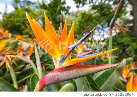 Bird of Paradise flower, Strelitzia 25836004